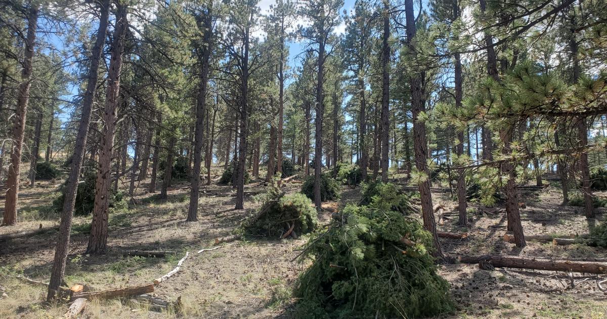 BLM plans two pile burns in San Luis Valley Bureau of Land Management